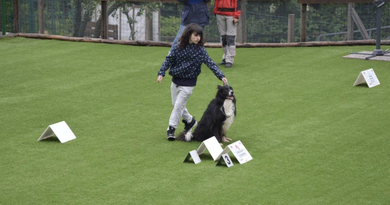 Rally Obedience